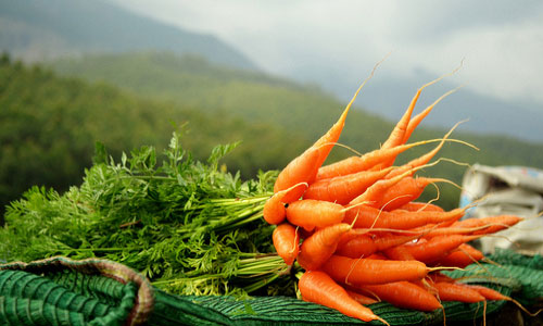 Интенсивная технология выращивания моркови столовой от интернет магазинаКапля