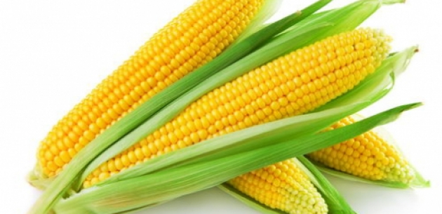 Как вырастить отличную сахарную кукурузу? от интернет магазина Капля